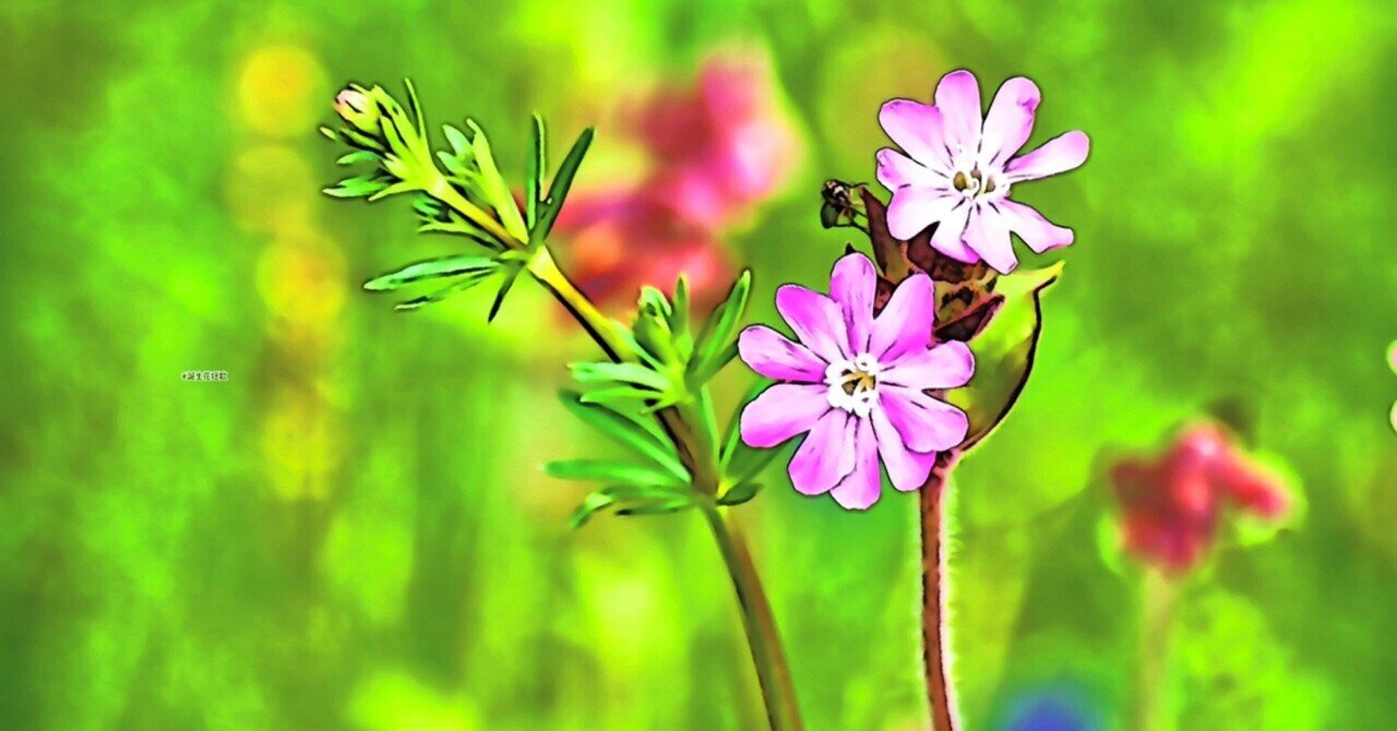 4月16日 誕生花は虫取撫子 誕生花短歌 御子柴 流歌 Note 4月16日 誕生花は虫取撫子 誕生花短歌 御子柴 流歌 Note