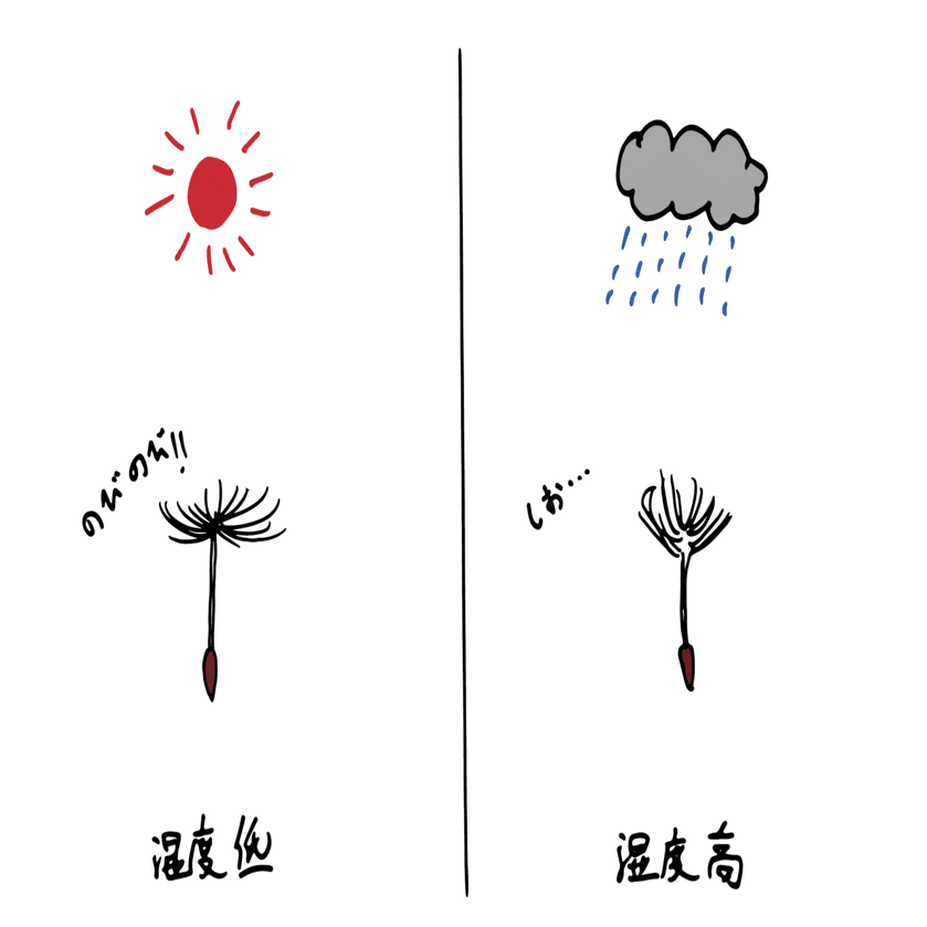 たんぽぽりんページ タンポポ観察記①（1～2日目）｜エト