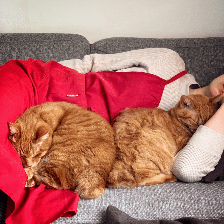 休憩中の親子。猫兄弟とママがキレイにくっつき合っています、わかりますでしょうか。ネコはどちらもいい感じでママを枕にしながら、お尻を合わせてママにすっぽり収まってます。完成された一体感。