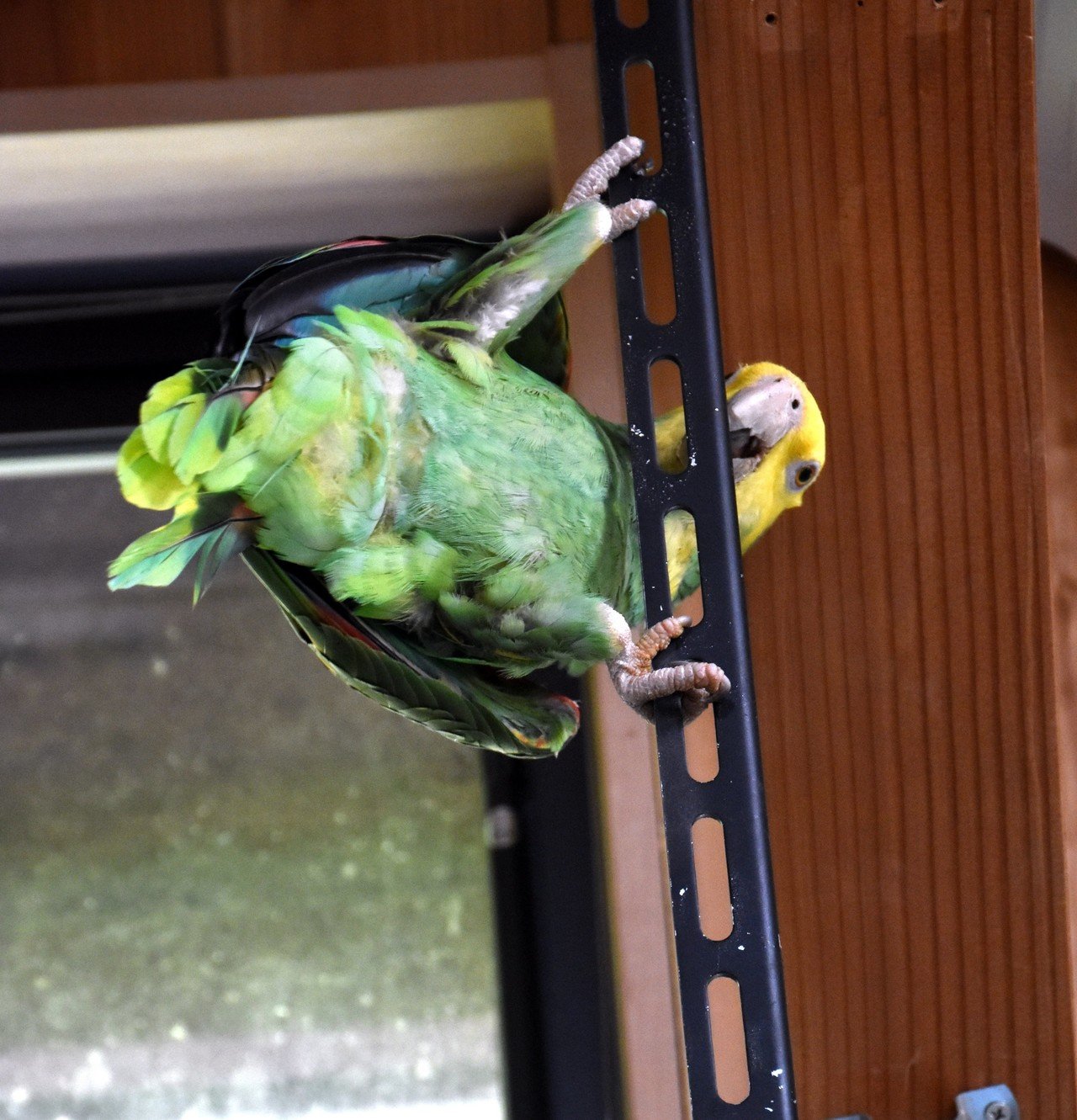 オオキボウシインコ オウム目インコ科 Hirahiranote Note オオキボウシインコ オウム目インコ科 Hirahiranote Note