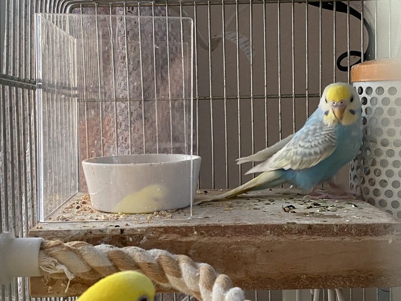 インコ用 飛沫防止パネル りあこ Note インコ用 飛沫防止パネル りあこ Note