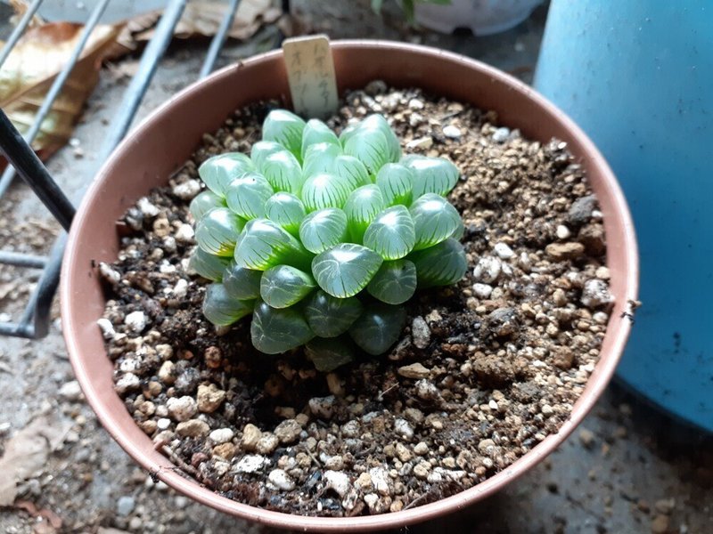 植物の生存戦略 ハオルチア Yunyun Note 植物の生存戦略 ハオルチア Yunyun Note