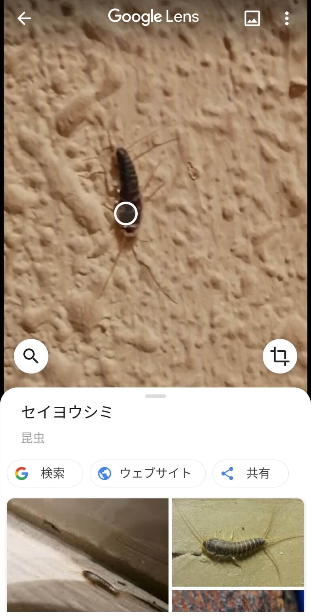 Googleレンズ検証 感動 ずっと分からなかった虫の名前が分かったよ In Europe Sacha スペイン語 英語 日本語 Note
