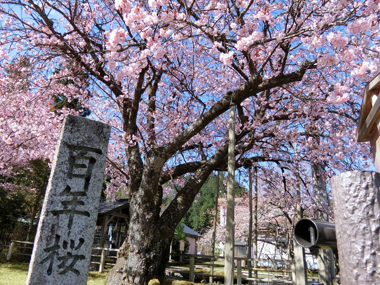 黒田の百年桜 21 4 11 Sakurako Note
