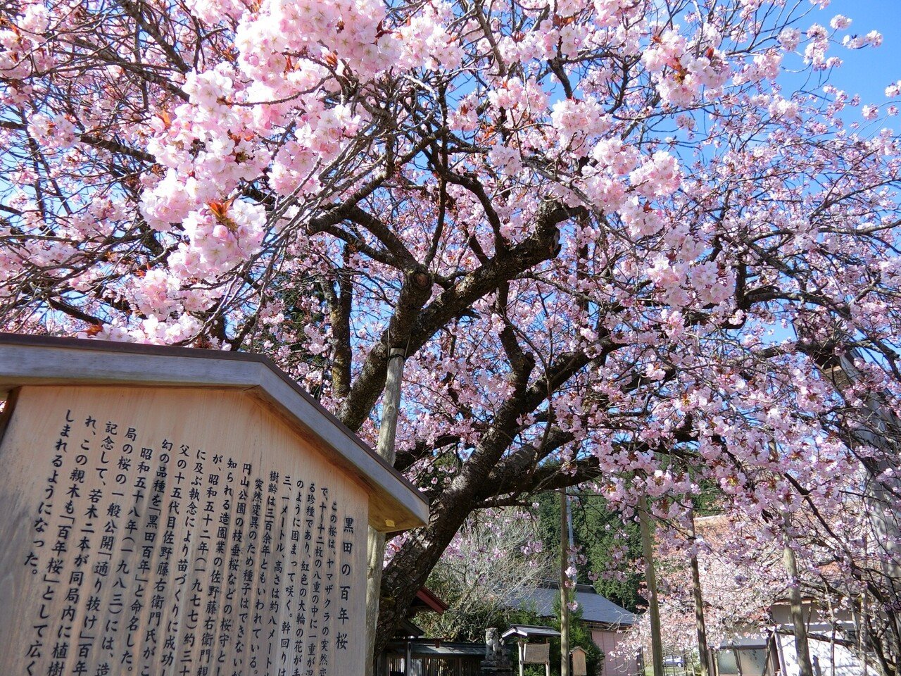 黒田の百年桜 21 4 11 Sakurako Note