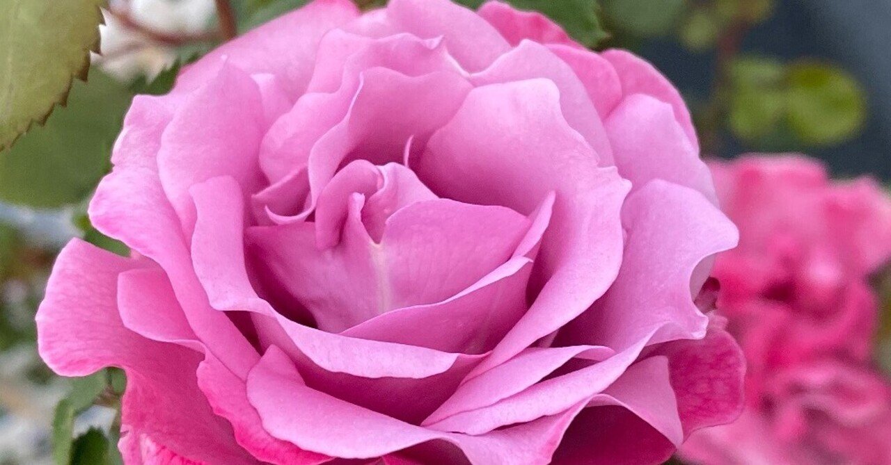 つるエンジェルフェイス 喜多 順子 乳がんコミュニティange運営 Note