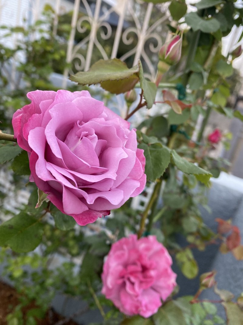 つるエンジェルフェイス 喜多 順子 乳がんコミュニティange運営 Note