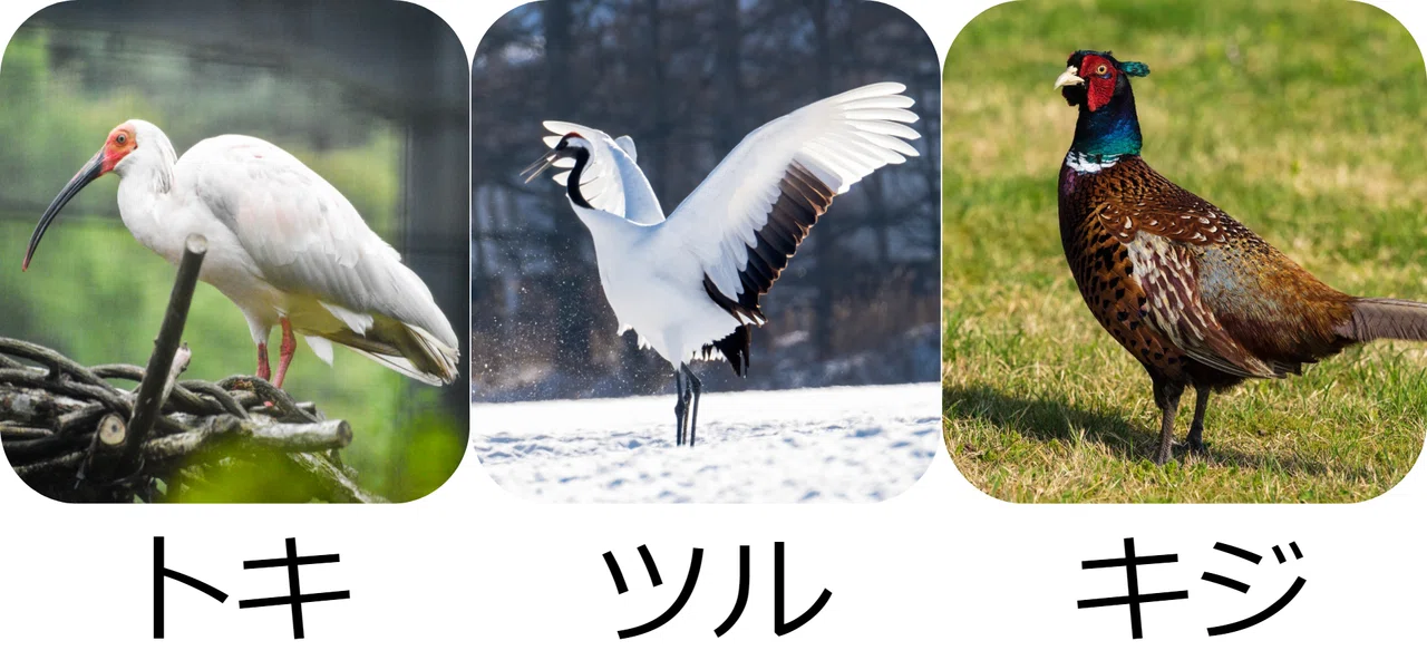 一石二 鳥 クイズ 番外編 鳥雑学 一羽一会 いちわいちえ 野鳥愛好家 Note 一石二 鳥 クイズ 番外編 鳥雑学 一羽一会 いちわいちえ 野鳥愛好家 Note