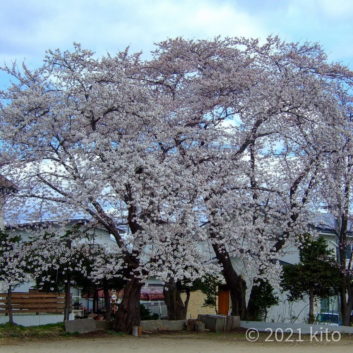 2021-04-10_11.38.40_FUJIFILM_FinePix F31fd_上野町の公園