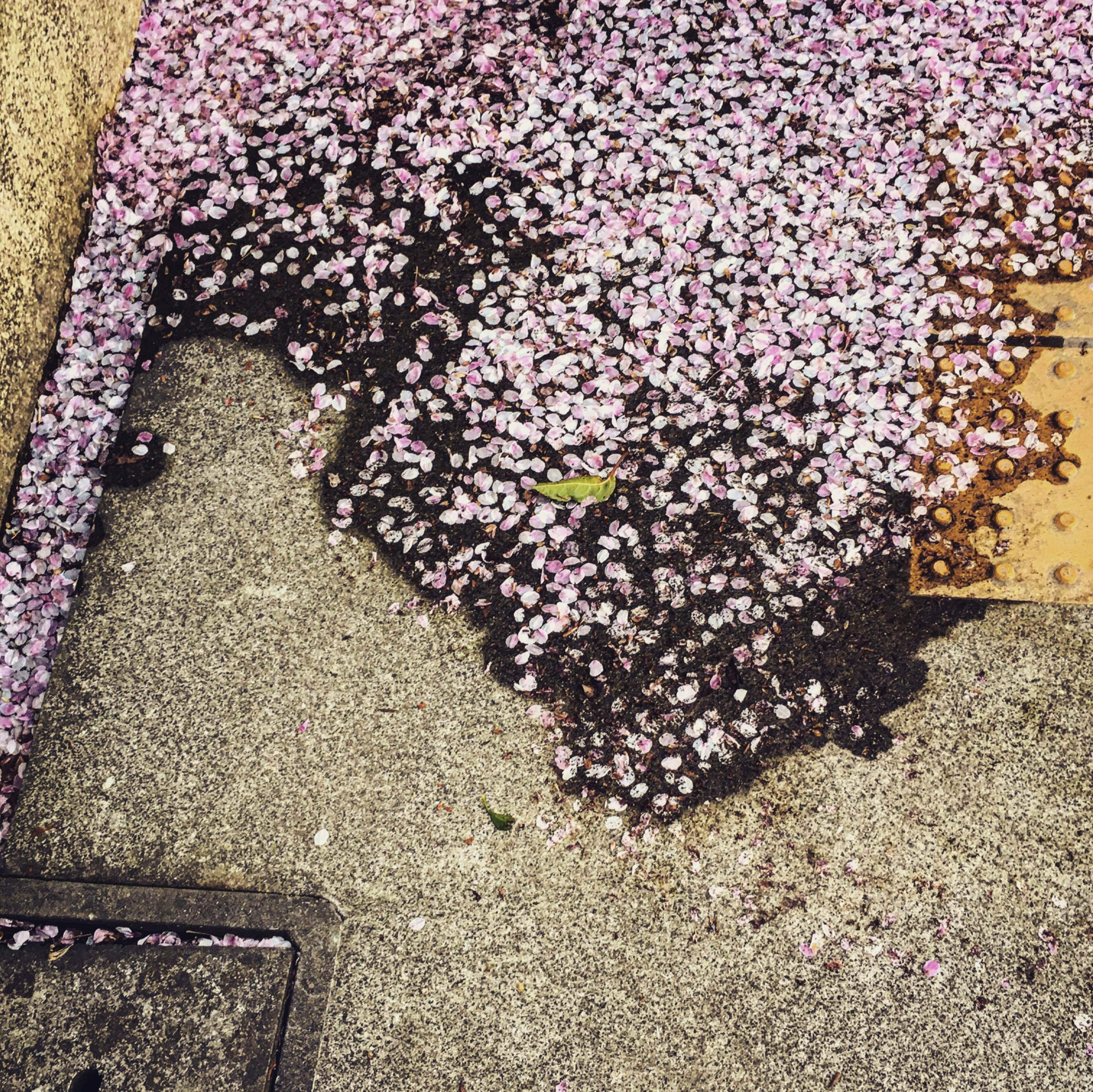Petal Snowdrift ケツメイシ さくら より Mochian Okamoto Note Petal Snowdrift ケツメイシ さくら より Mochian Okamoto Note