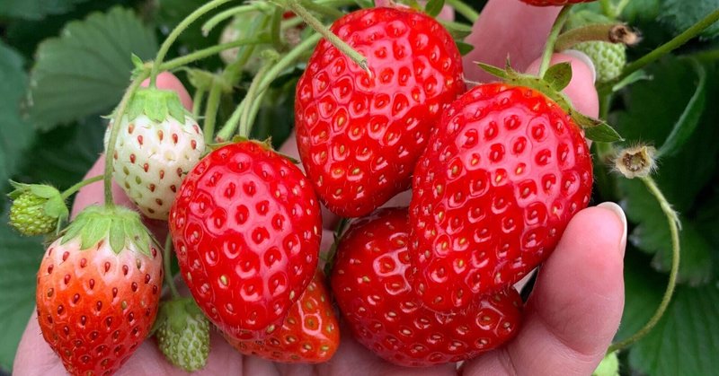 土曜の絵本紹介 いちごになりました 保育士 楽しく遊ぶ Ichigo Note