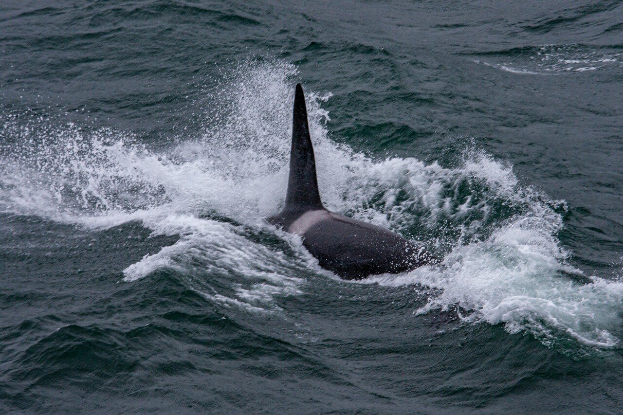 世界一周クルーズ 北太平洋の夕日 Zenpaku Note 世界一周クルーズ 北太平洋の夕日 Zenpaku Note