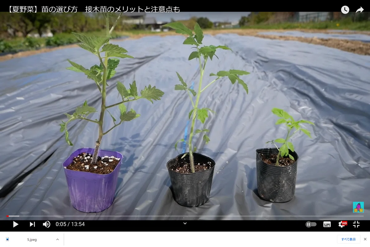 野菜苗】アイスプラントの抜き苗 子苗で5本セット 家庭菜園