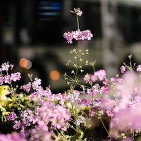 しいたけ の月刊おひつじ座 21 04 しいたけ占いのしいたけ
