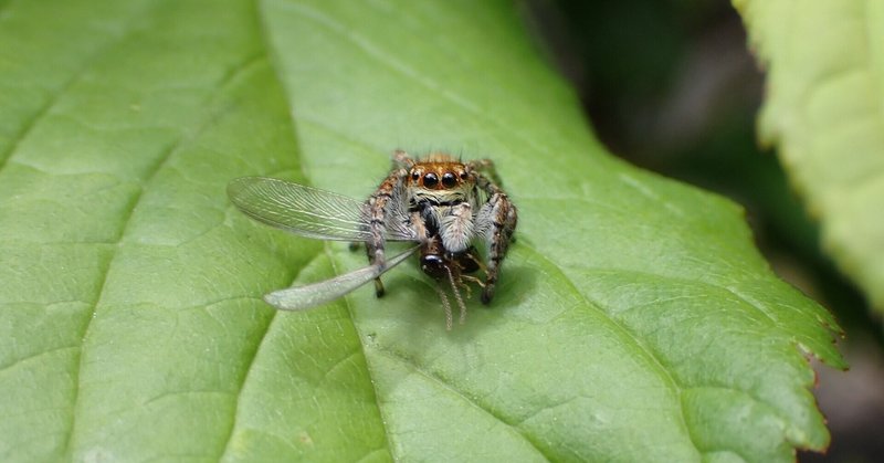 益虫であるクモ マルミン Note