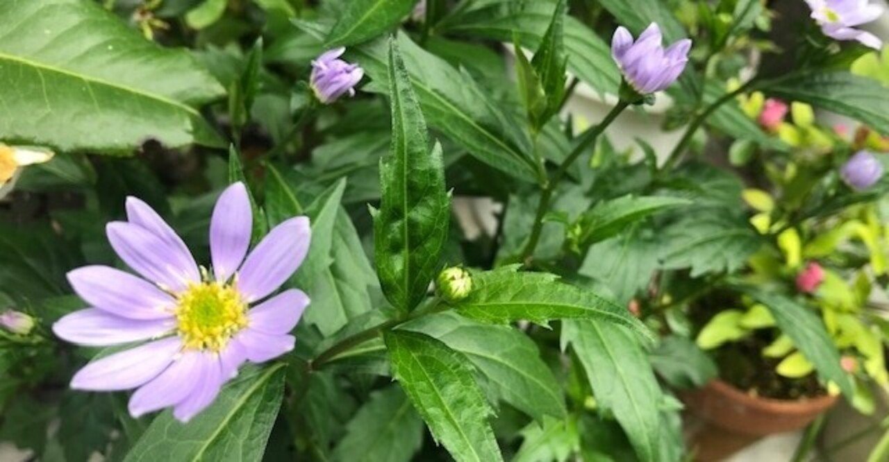 ミヤコワスレ Okami Note