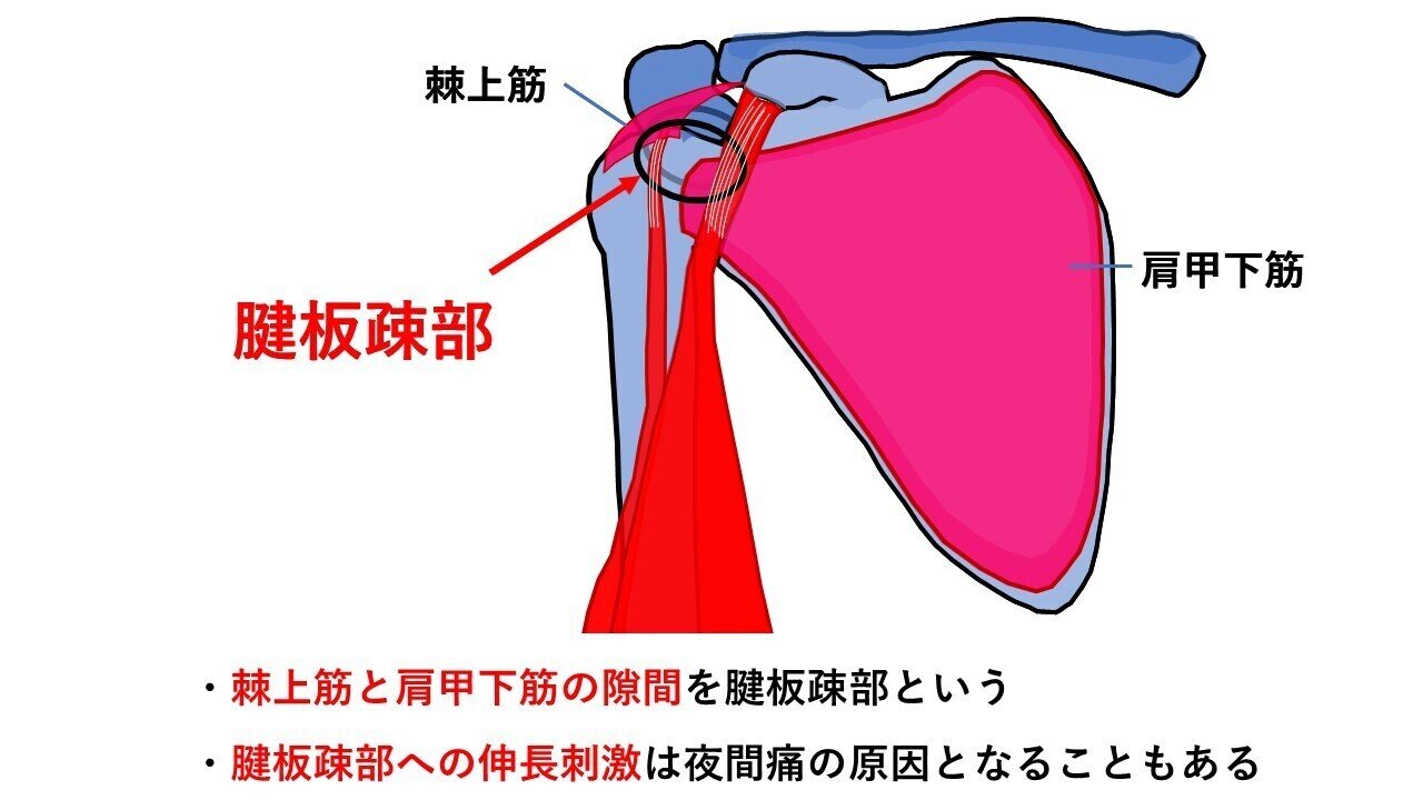 第14回：肩が痛くて夜中に目が覚めてしまう｜ogawa屋本舗