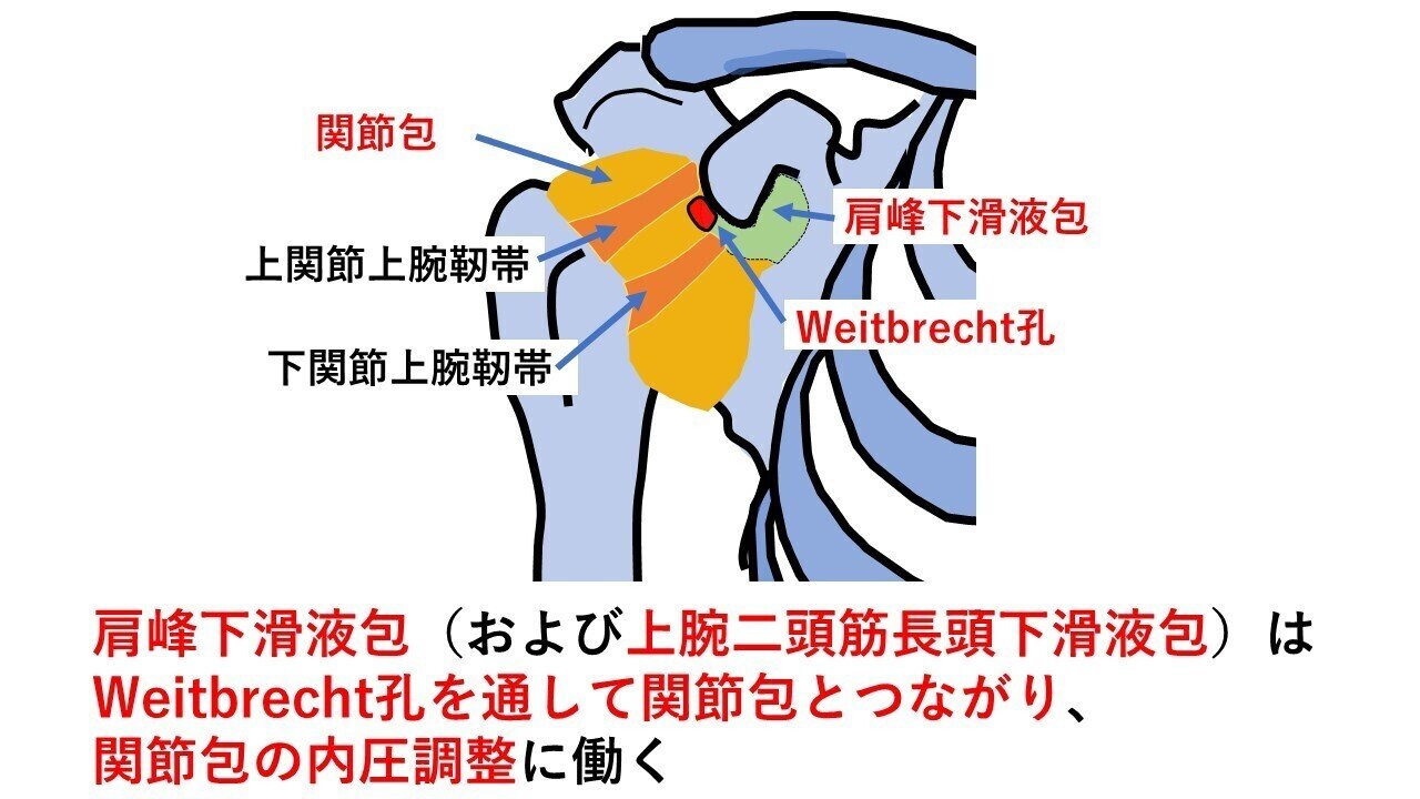 第14回：肩が痛くて夜中に目が覚めてしまう｜ogawa屋本舗