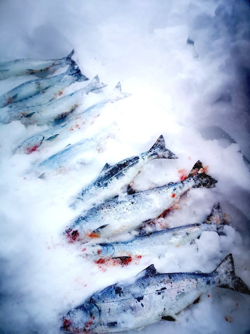 道南 海サクラマス釣行 必釣ルアー 21バージョン Yuichi Ikeda Note