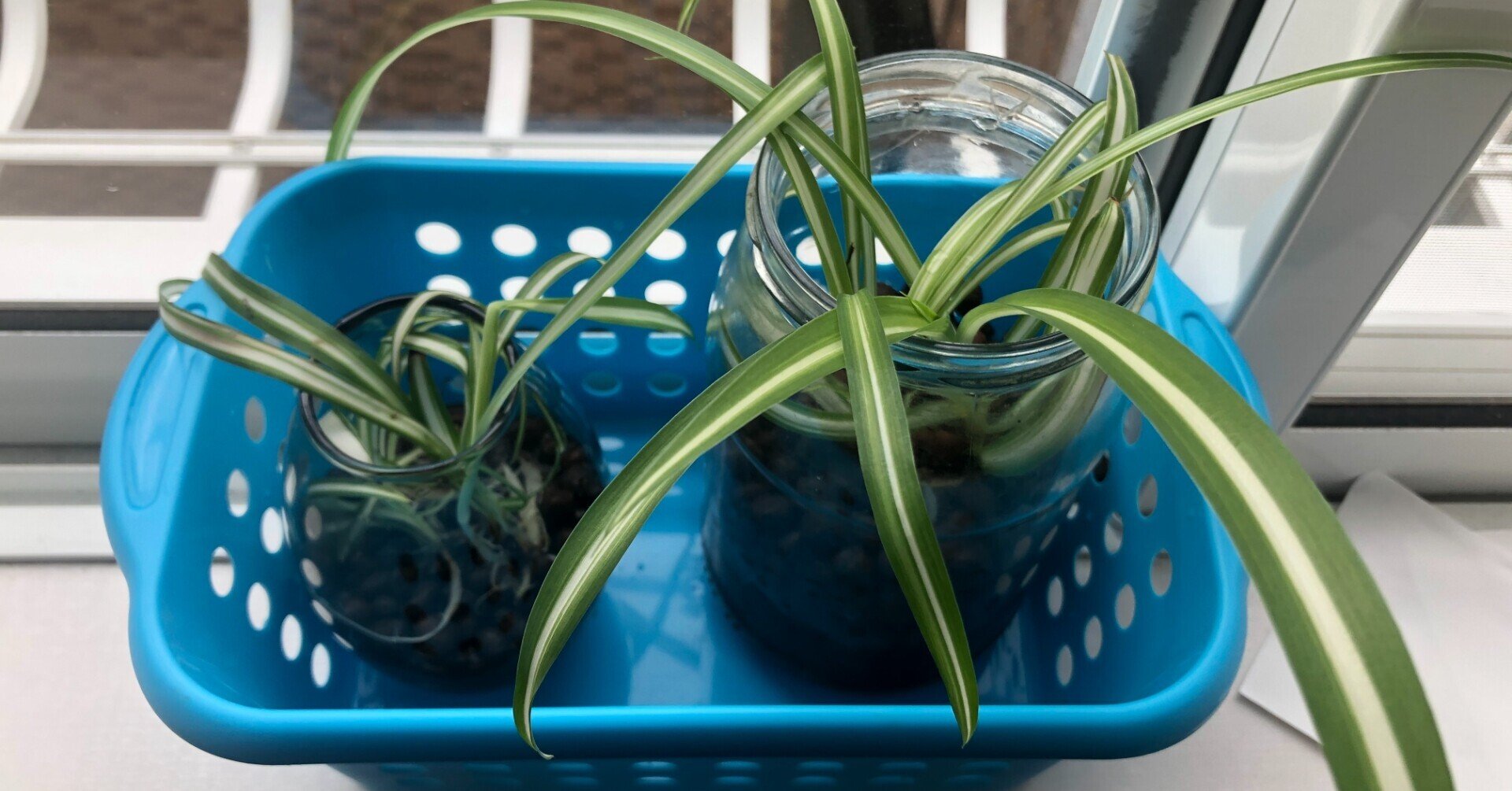 オリズルランの水耕栽培 Kntknt Note オリズルランの水耕栽培 Kntknt Note