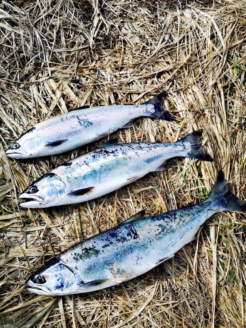 道南 海サクラマス釣行 必釣ルアー 21バージョン Yuichi Ikeda Note