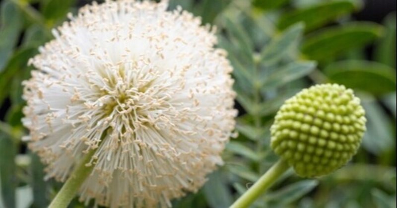 茎はトゲトゲ 葉は食用の アカシアギンネム タイでどこにでも咲く花 30 masayuki saito note