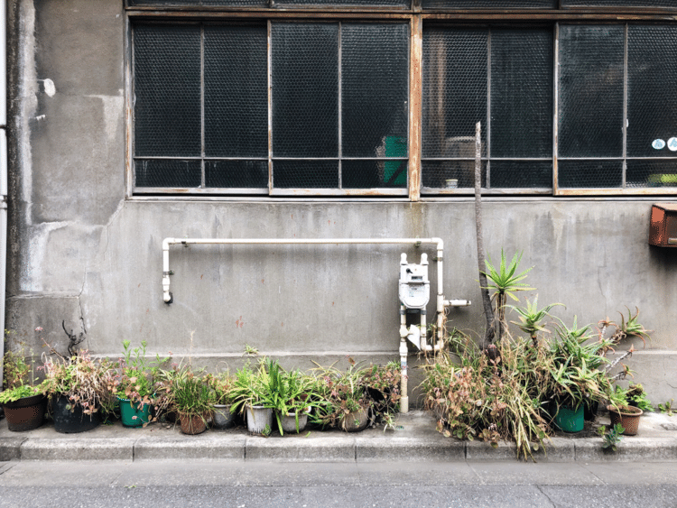 尖った葉の植物。#写真　#東京情景
