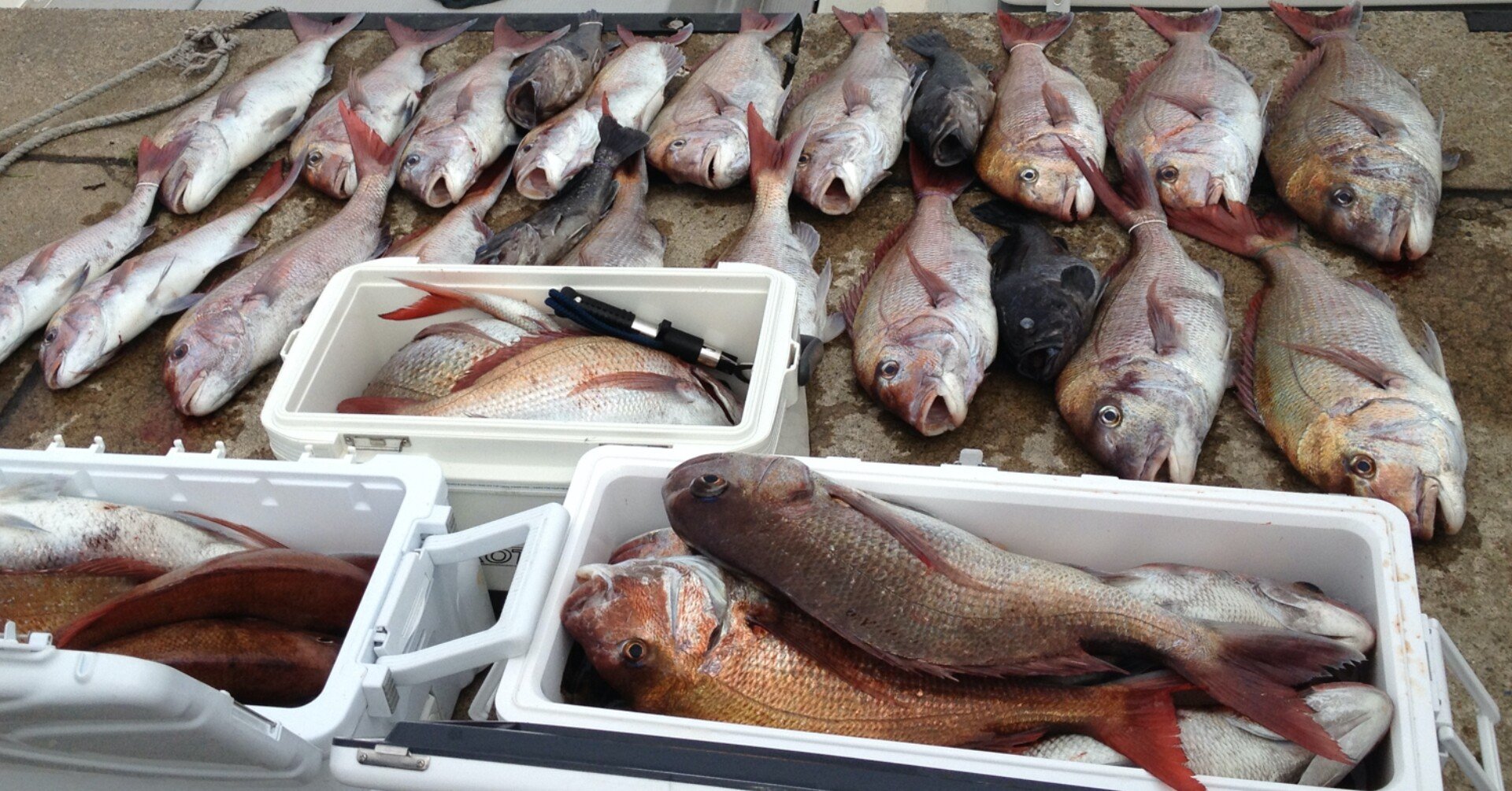 青森の海では 簡単に真鯛が釣れるという噂 つられんたん Note 青森の海では 簡単に真鯛が釣れるという噂 つられんたん Note