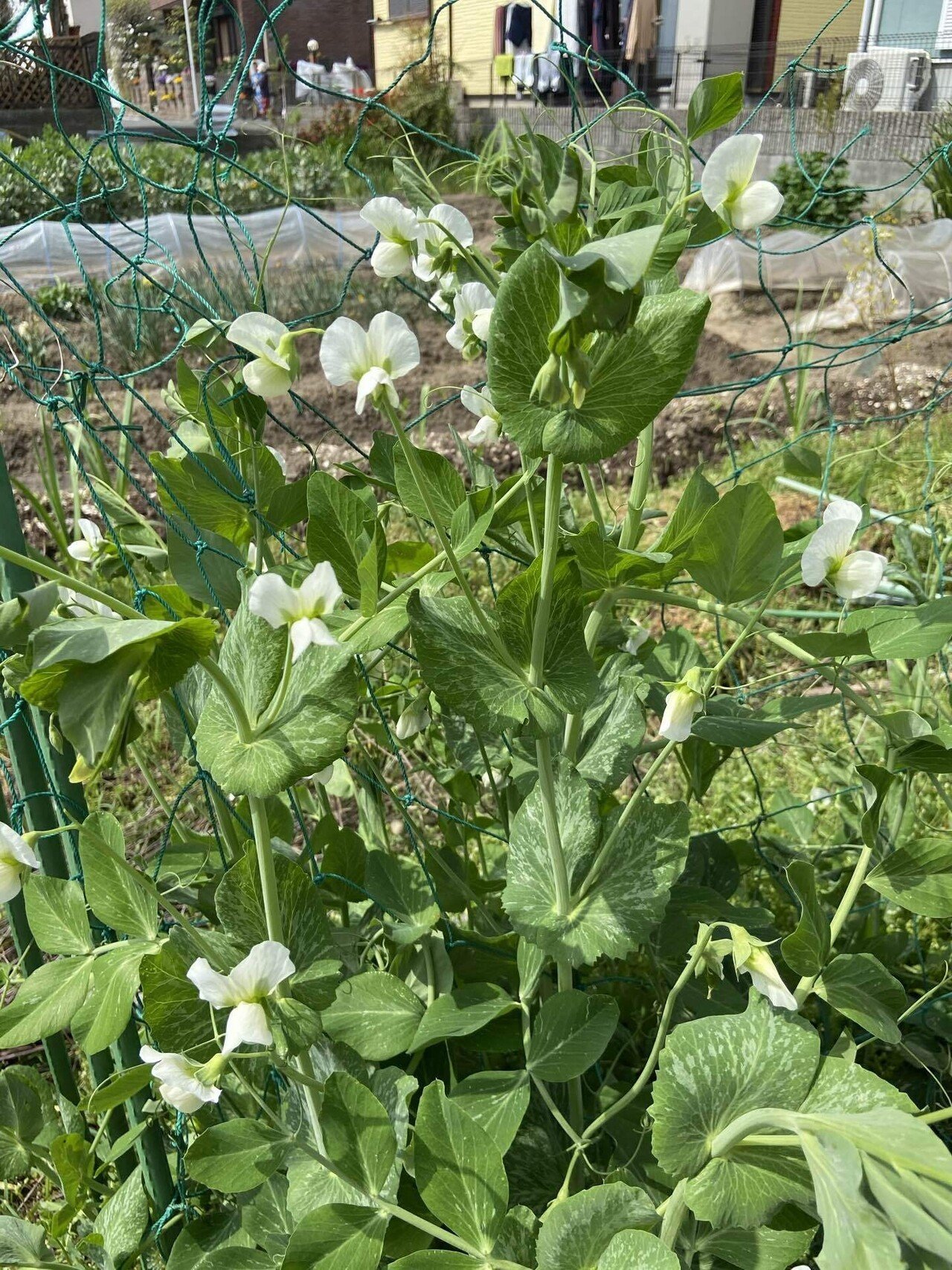肉じゃがの緑は絹さや さやいんげん いえいえスナップエンドウがオススメですよ おなつさん Note 肉じゃがの緑は絹さや さやいんげん いえいえスナップエンドウがオススメですよ おなつさん Note