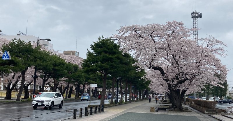 桜も咲いたので十和田市官庁街通りをぶらついてきた