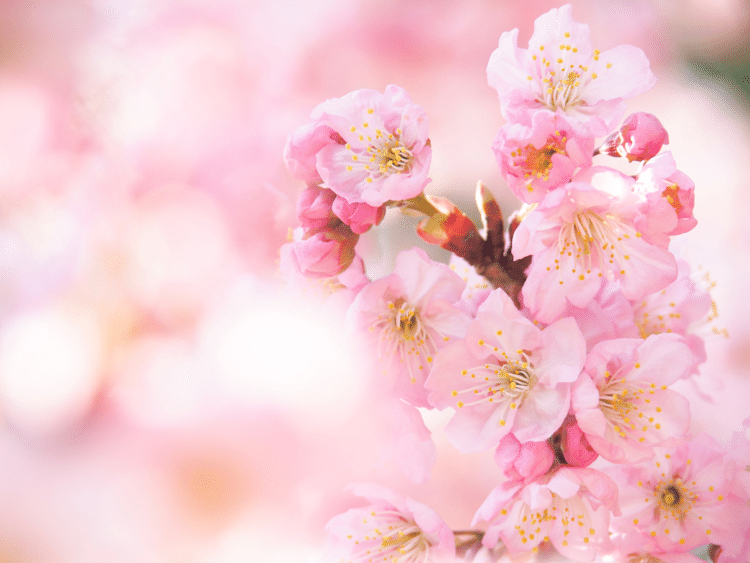 椿寒桜