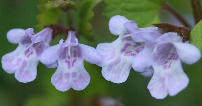 植物図鑑 雑草 コマツナギ Note 植物図鑑 雑草 コマツナギ Note