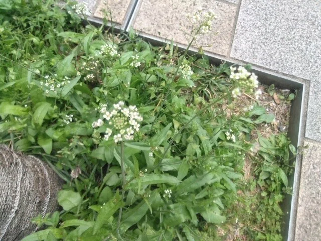 画像4
