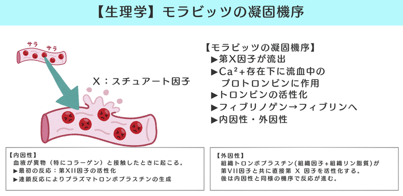 生理学 図解 イラスト とゴロで簡単 モラビッツの凝固機序 の覚え方 森元塾 国家試験対策 Note 生理学 図解 イラスト とゴロで簡単 モラビッツの凝固機序 の覚え方 森元塾 国家試験対策 Note