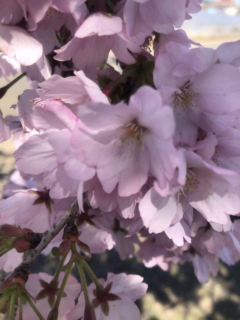 春の植物達一挙公開 植物嵐 Note 春の植物達一挙公開 植物嵐 Note