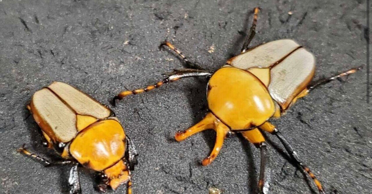 色んなカナブンを飼育中｜Noriaki Kawanishi