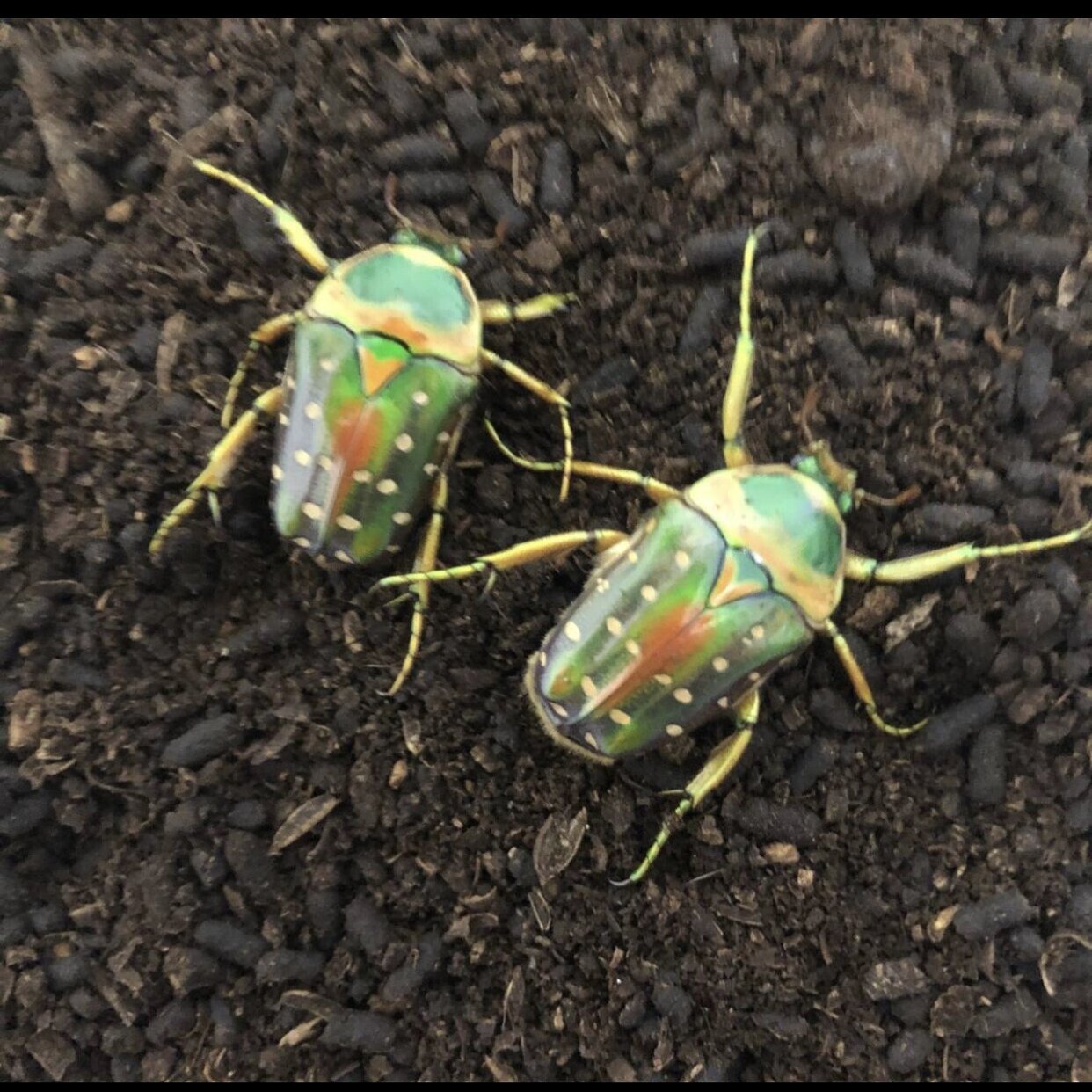 色んなカナブンを飼育中｜Noriaki Kawanishi