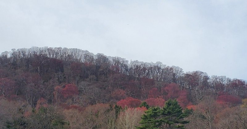 北海道の木は広島カープファン？