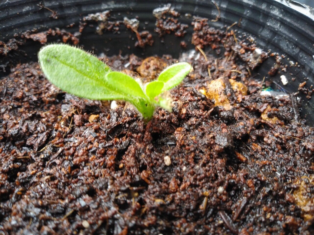 サフィニアの挿し芽 4｜園芸 太郎