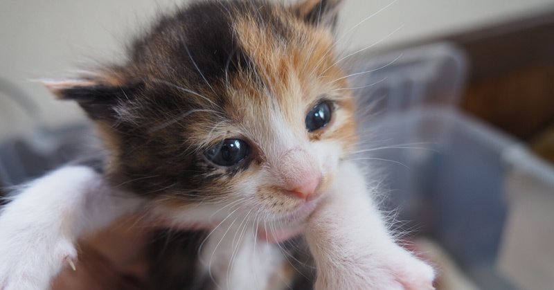 子猫の哺乳瓶について少し 眠猫 Note