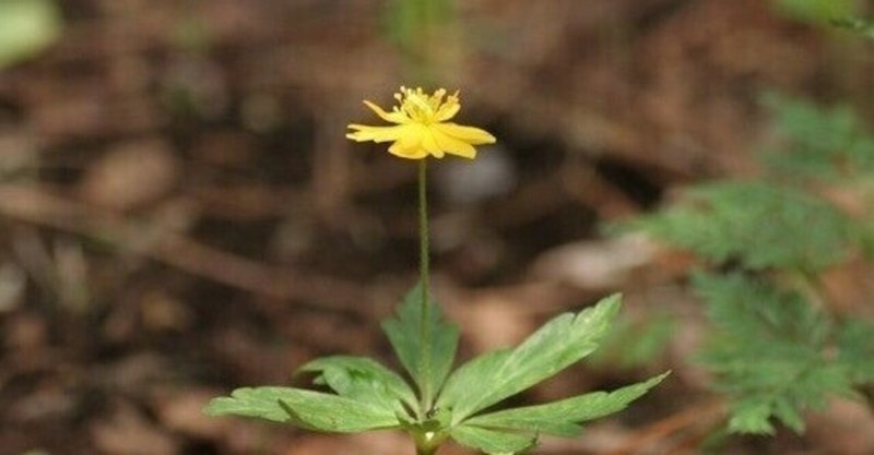 今夜も生でさだまさし の新着タグ記事一覧 Note つくる つながる とどける