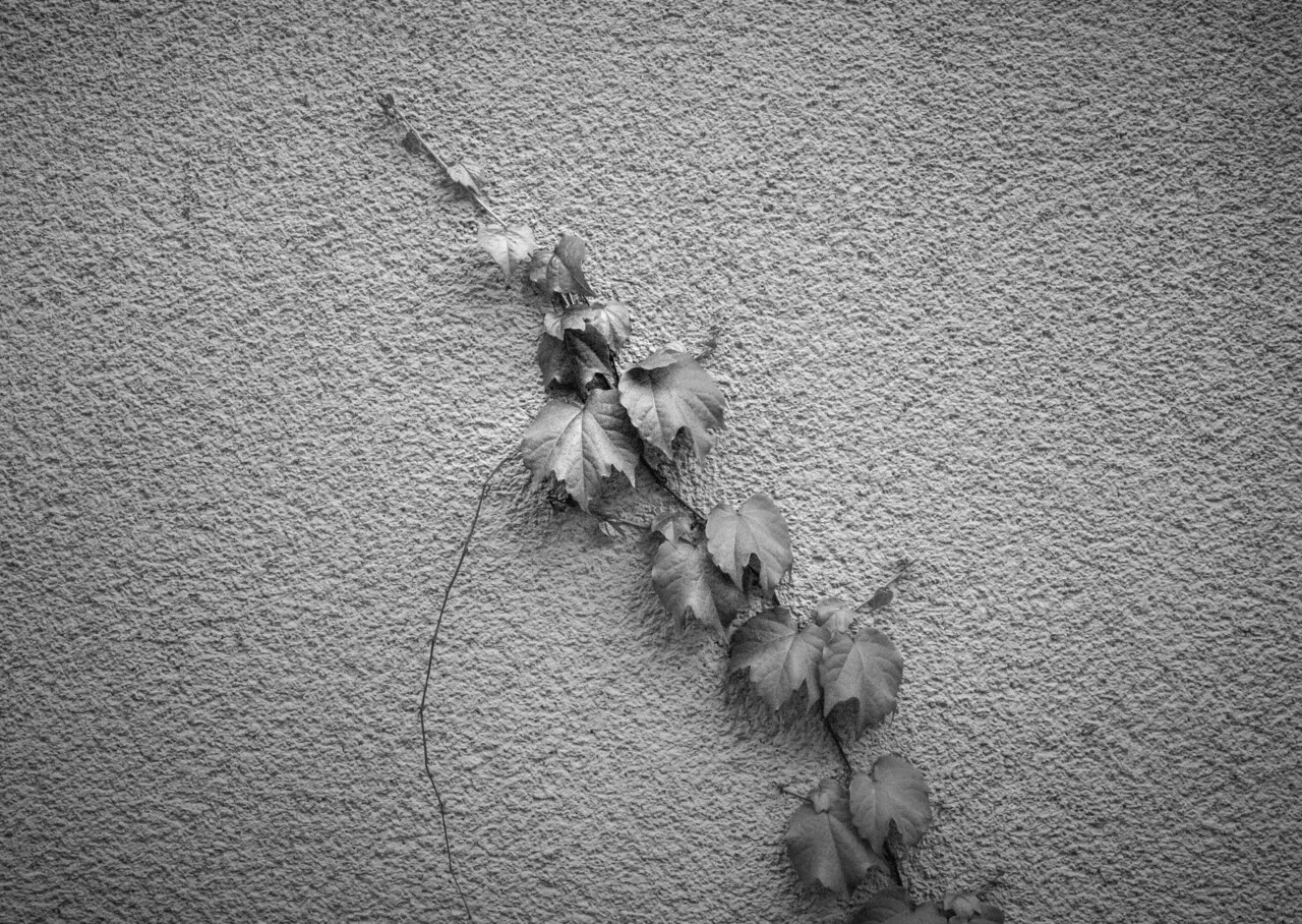 Leica Q2 Monochromeを使ってみた 萩原賢一郎 Note Leica Q2 Monochromeを使ってみた 萩原賢一郎 Note