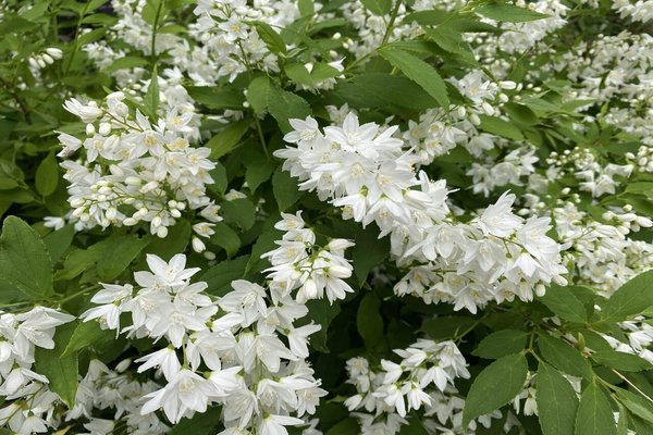 白い花の季節 の新着タグ記事一覧 Note つくる つながる とどける