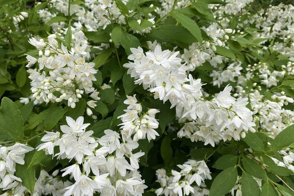 白い花の季節 の新着タグ記事一覧 Note つくる つながる とどける 白い花の季節 の新着タグ記事一覧 Note つくる つながる とどける