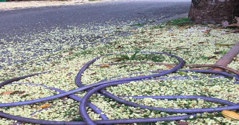 福木の花散る波照間島