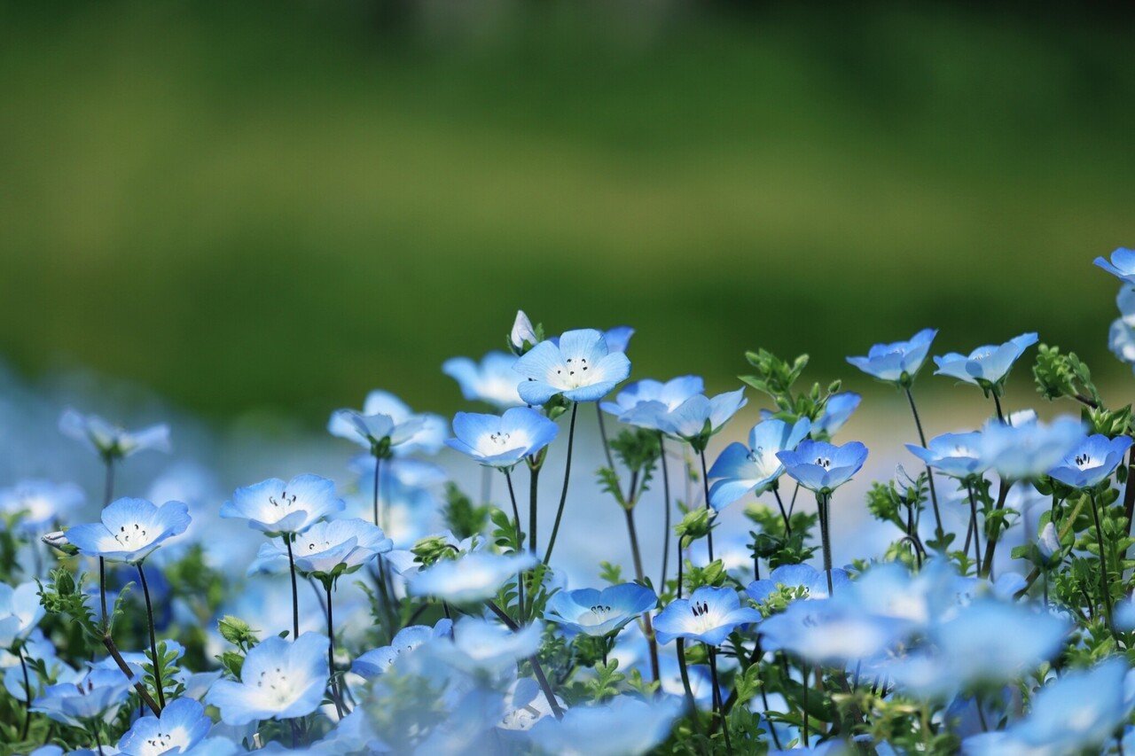 ネモフィラの花言葉 どこでも成功 Here Wedding荒井夏樹 Note