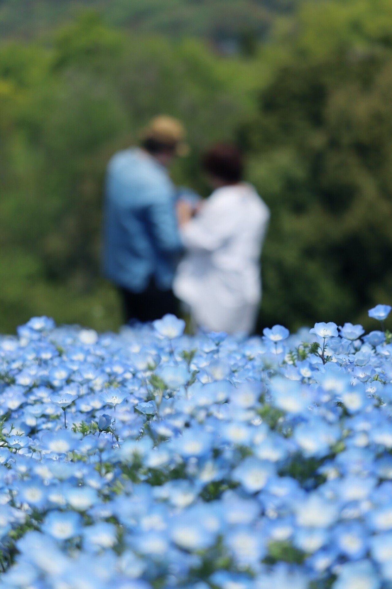 ネモフィラの花言葉 どこでも成功 Here Wedding荒井夏樹 Note ネモフィラの花言葉 どこでも成功 Here Wedding荒井夏樹 Note