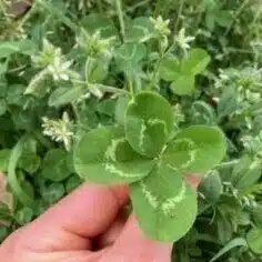 おさんぽ