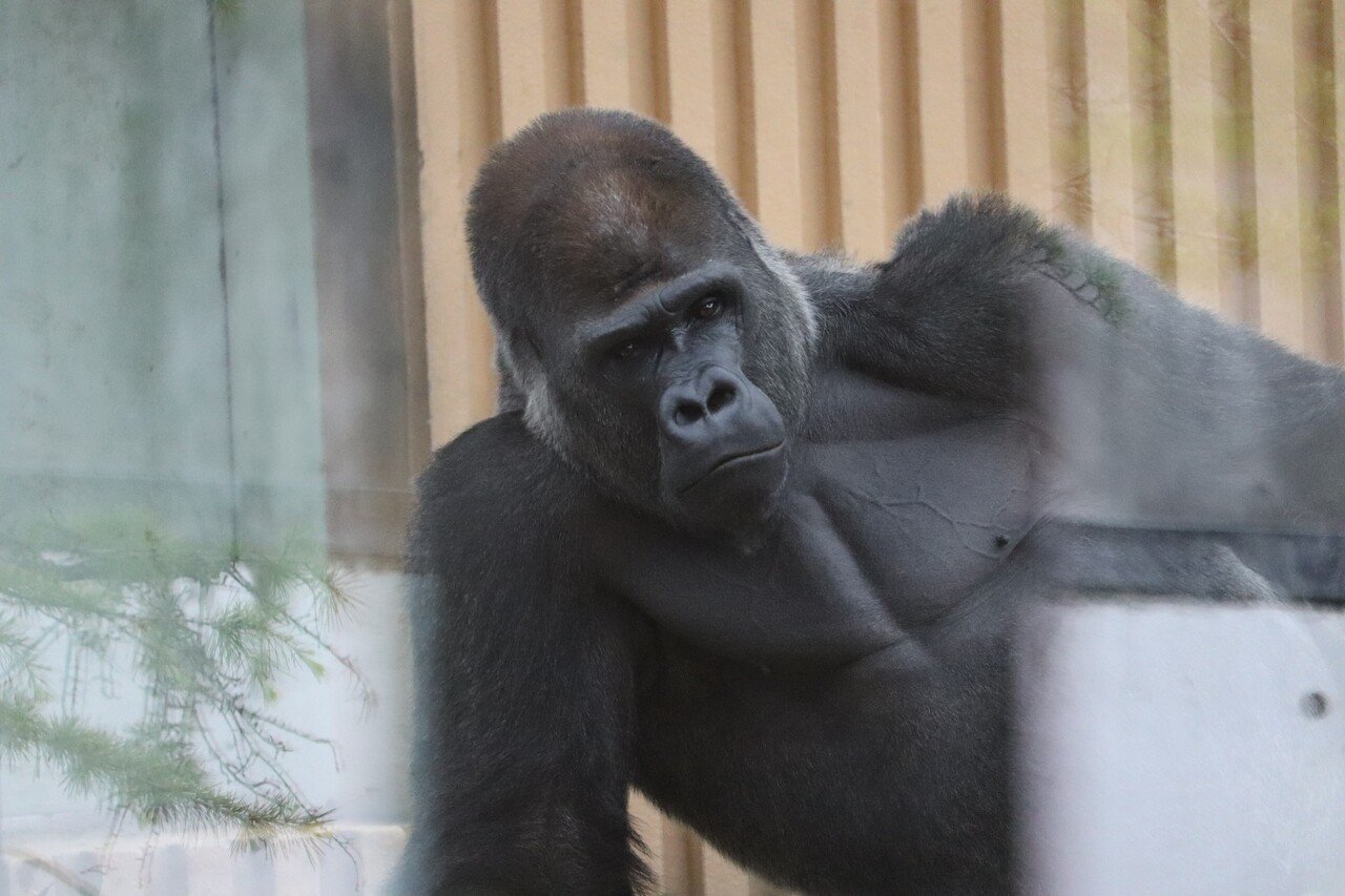 京都の動物園に男前のゴリラがいると聞いて 競馬のガミ様 Note 京都の動物園に男前のゴリラがいると聞いて 競馬のガミ様 Note