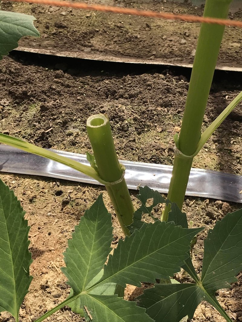 ４ 開花後のお花はどうする 沢田朋輝 Note